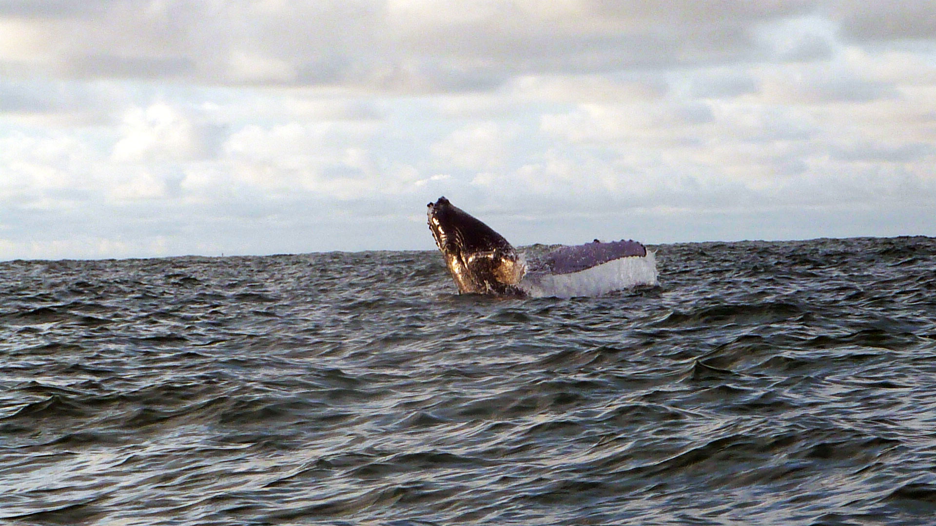 Fotografía de una ballena saltando del agua en Bahía Málaga