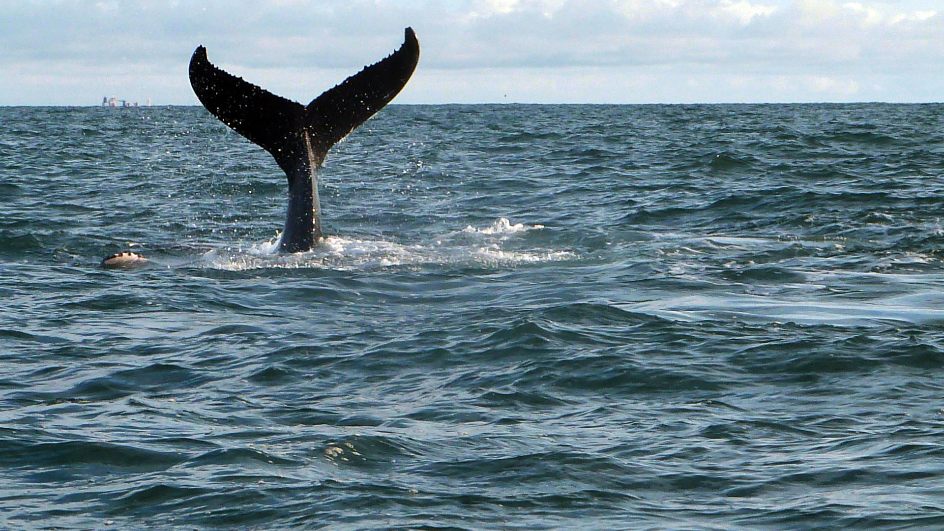 Fotografía de la cola de una ballena