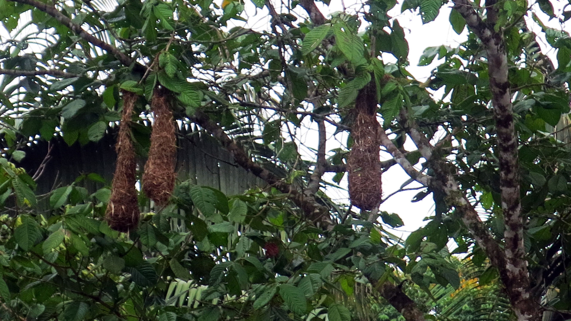 Fotografía de nidos de aves en un árbol