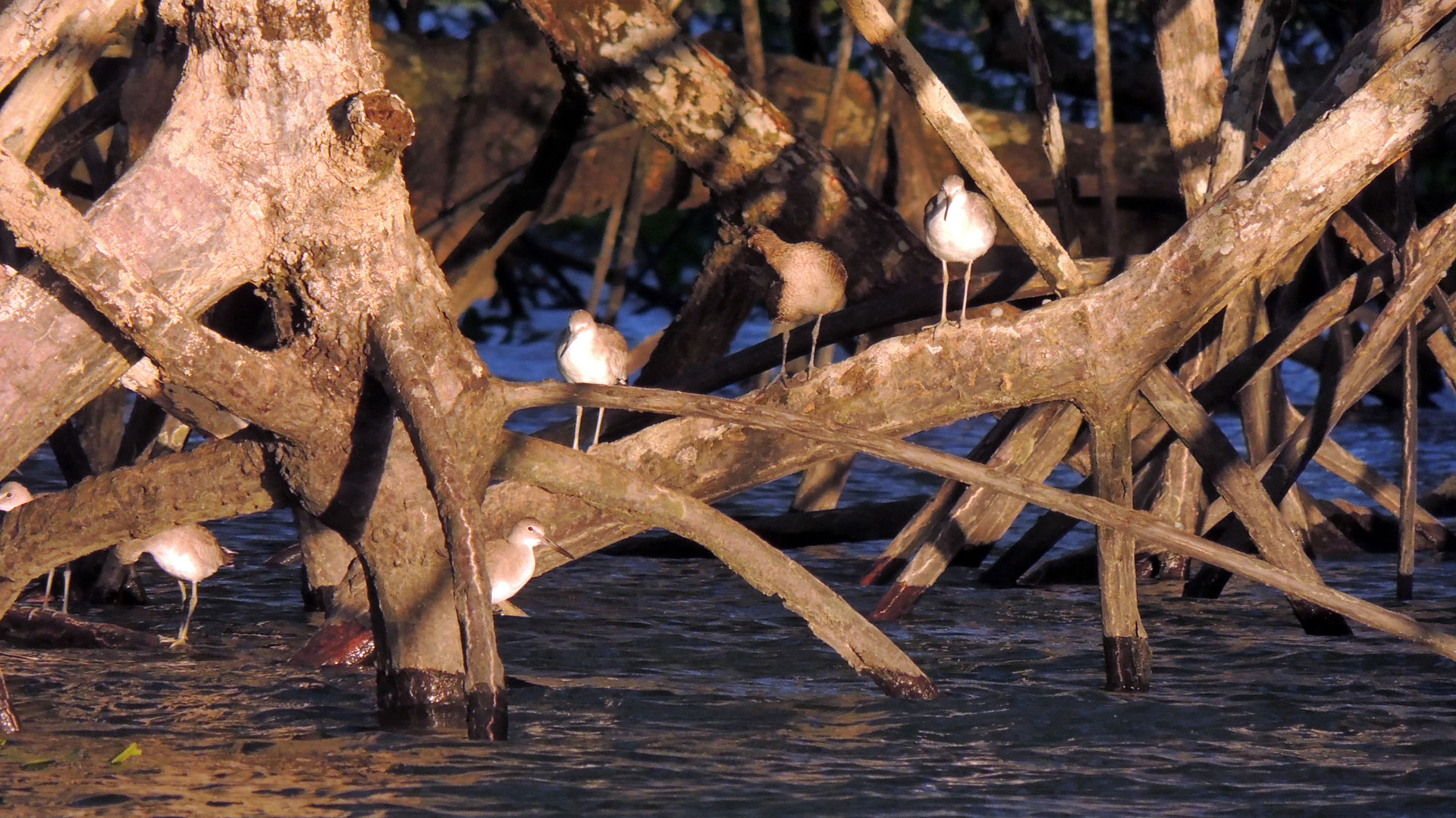 Fotografía de aves en las raices de los manglares