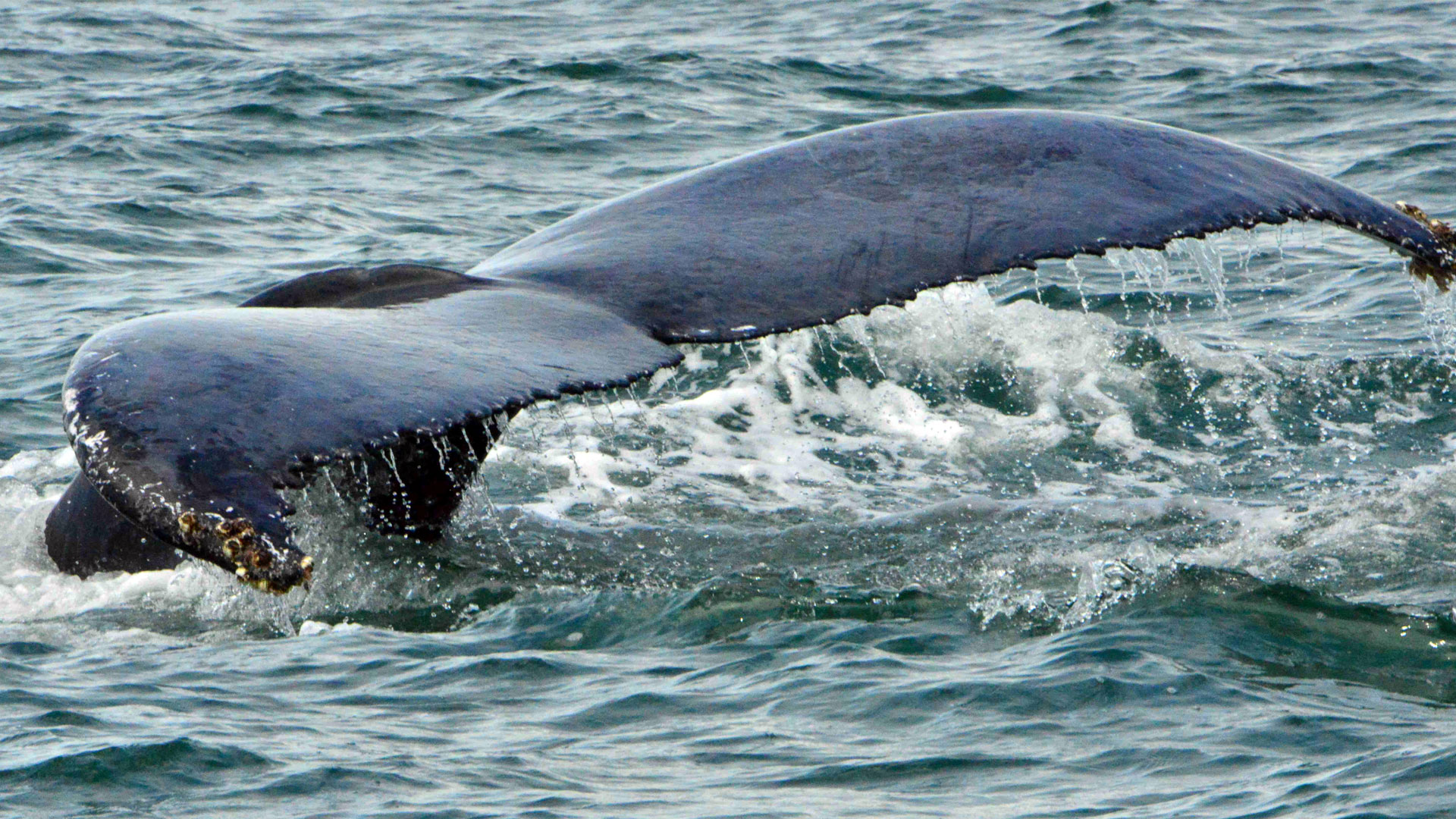 Fotografía de la cola de una ballena
