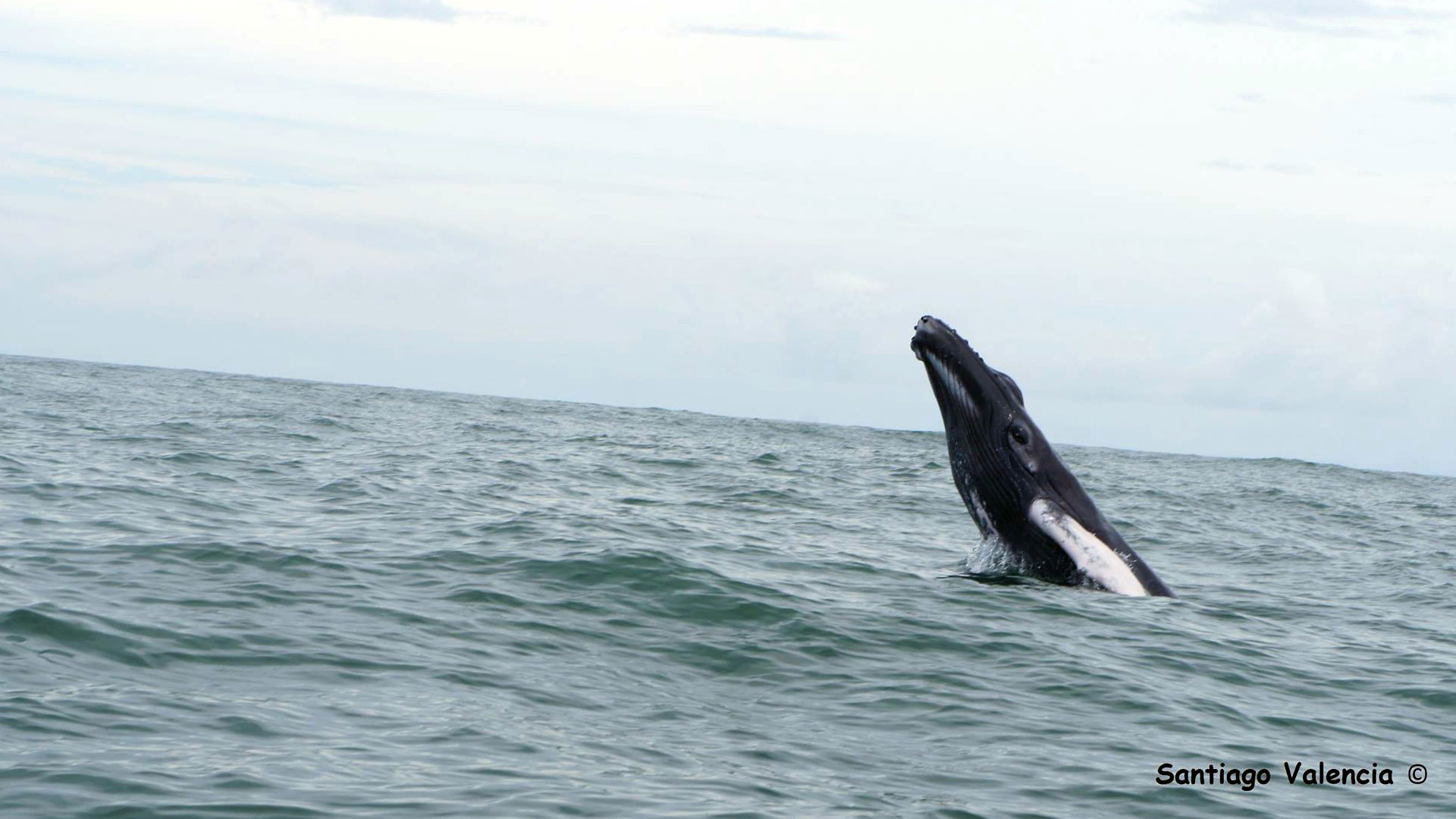 Fotografía de una ballena saltando del agua en Bahía Málaga