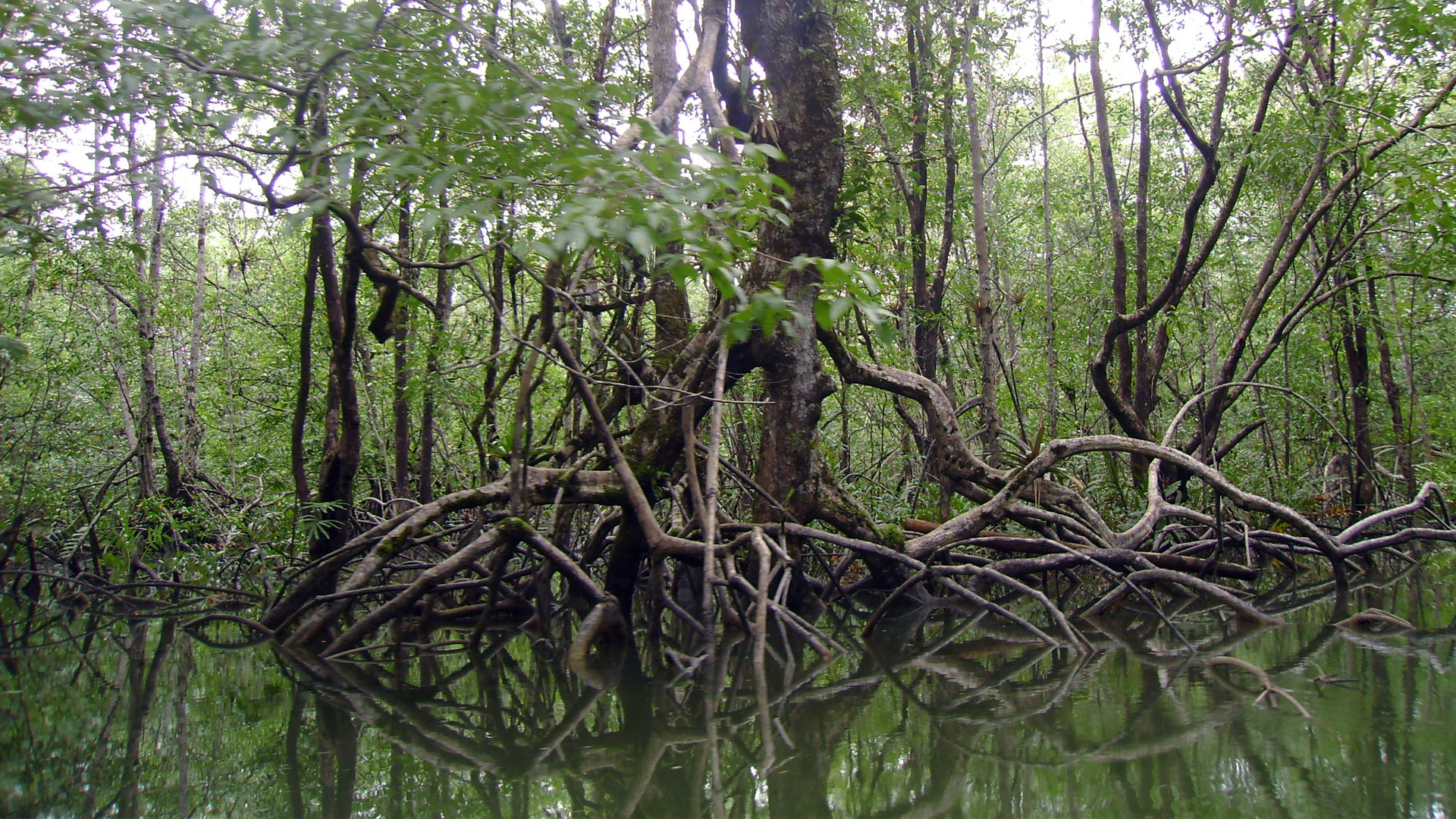 Fotografía de manglares en La Plata Bahía Málaga