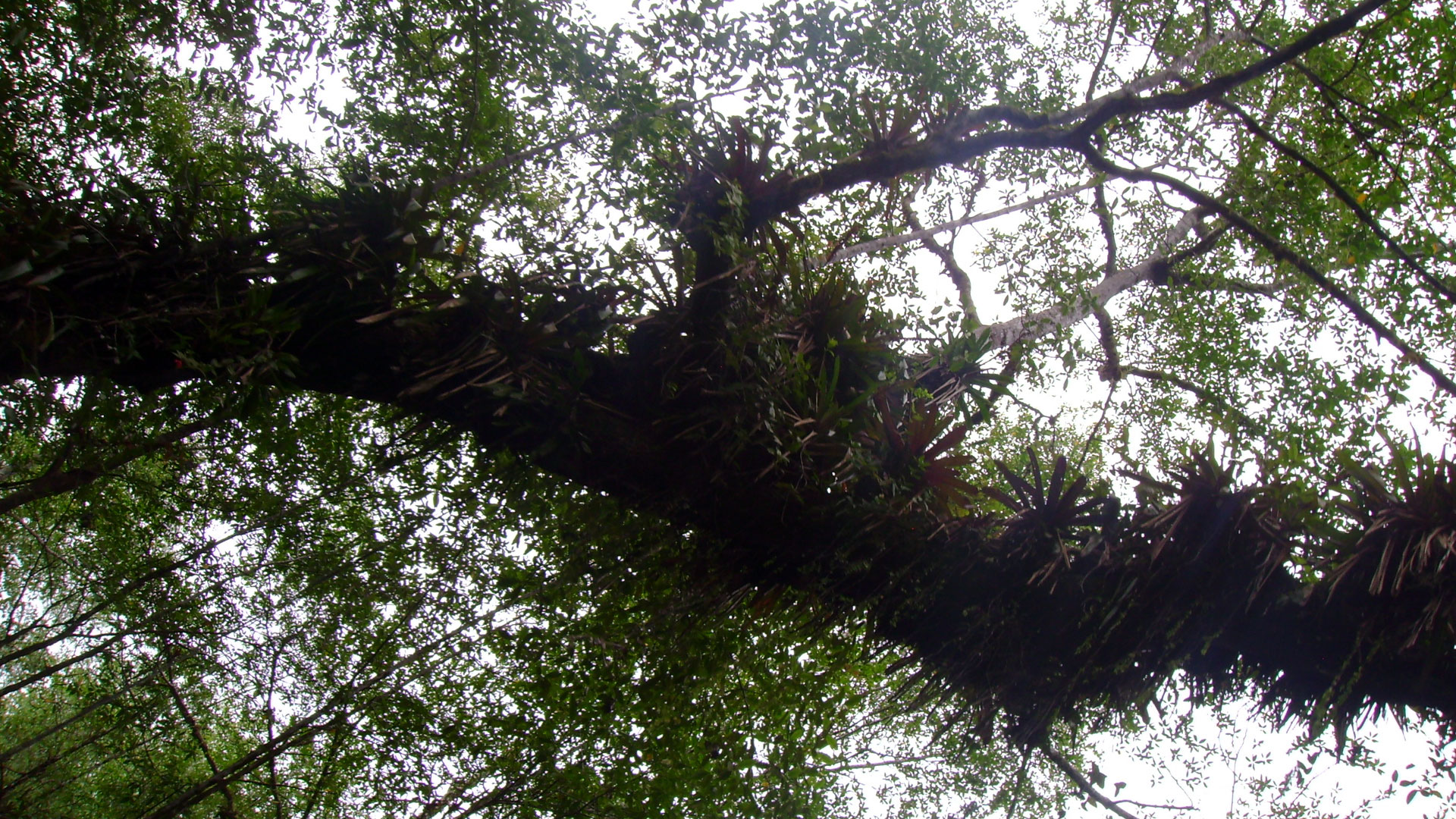 Fotografía de un árbol y sus ramas visto desde abajo